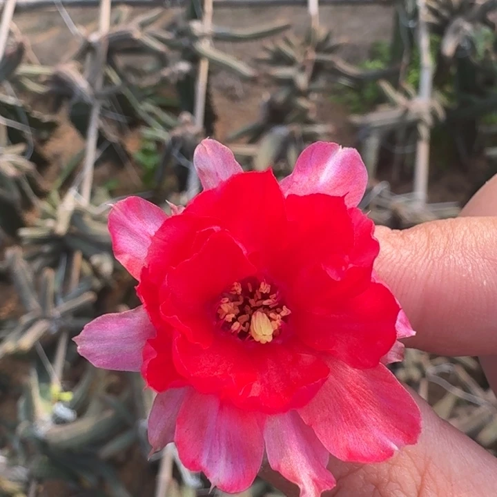 235白檀白4一个无根侧牙，20包邮