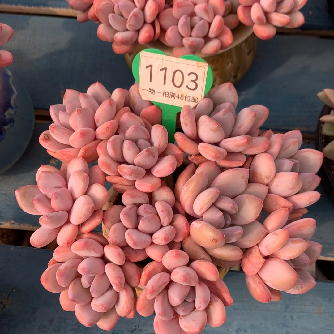 珍舞奶酪老桩2颗拼1103