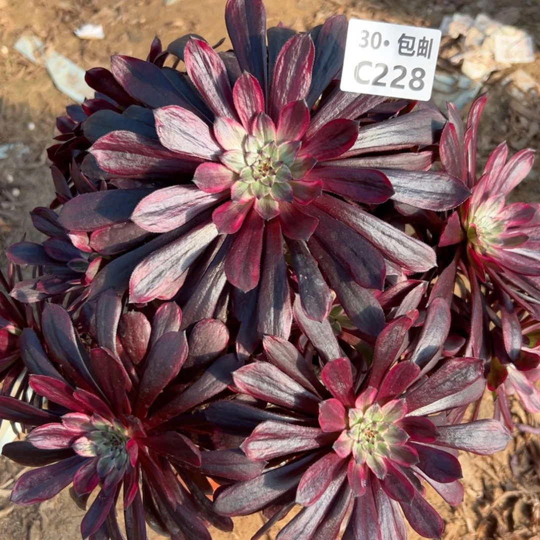 青霞228多肉法师