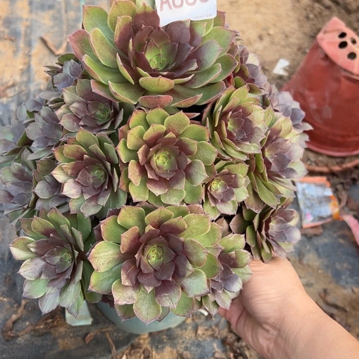 桃花石多肉植物886.