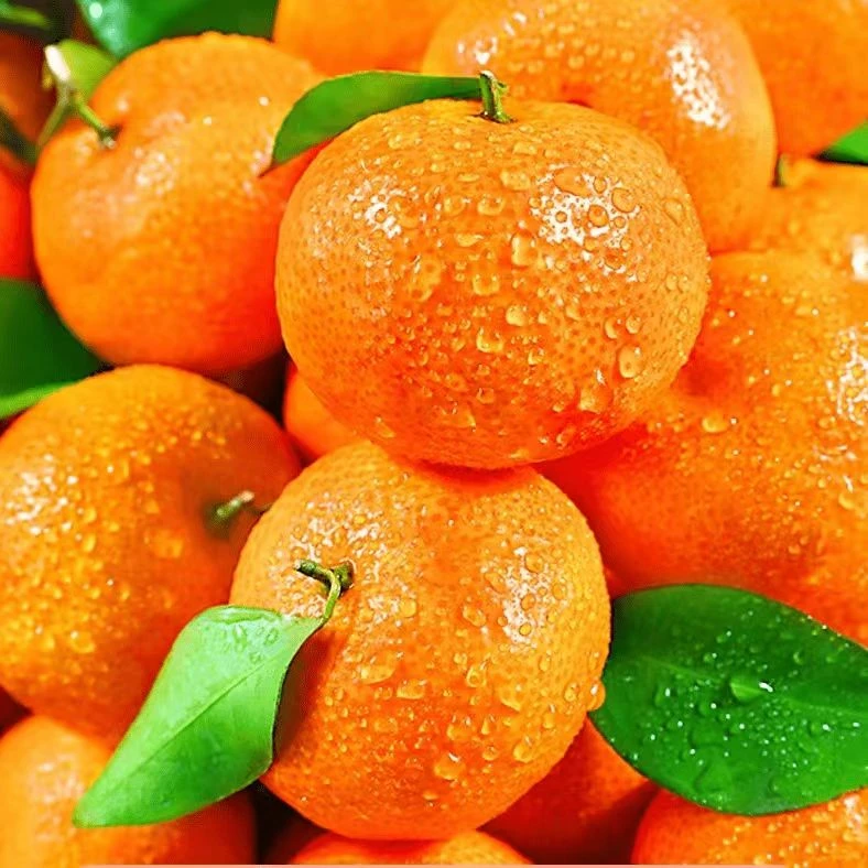 【砂糖橘】3正宗广西砂糖橘薄皮桔子纯甜应季采摘新鲜4.5/8.5斤