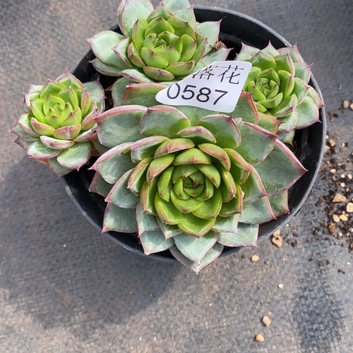 ****气精品多肉植物0587