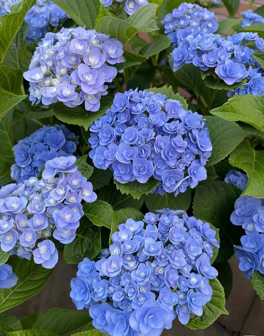 露天绣球【妖精之吻】稀缺品种基地直发盆栽地栽好养易活-5加仑盆