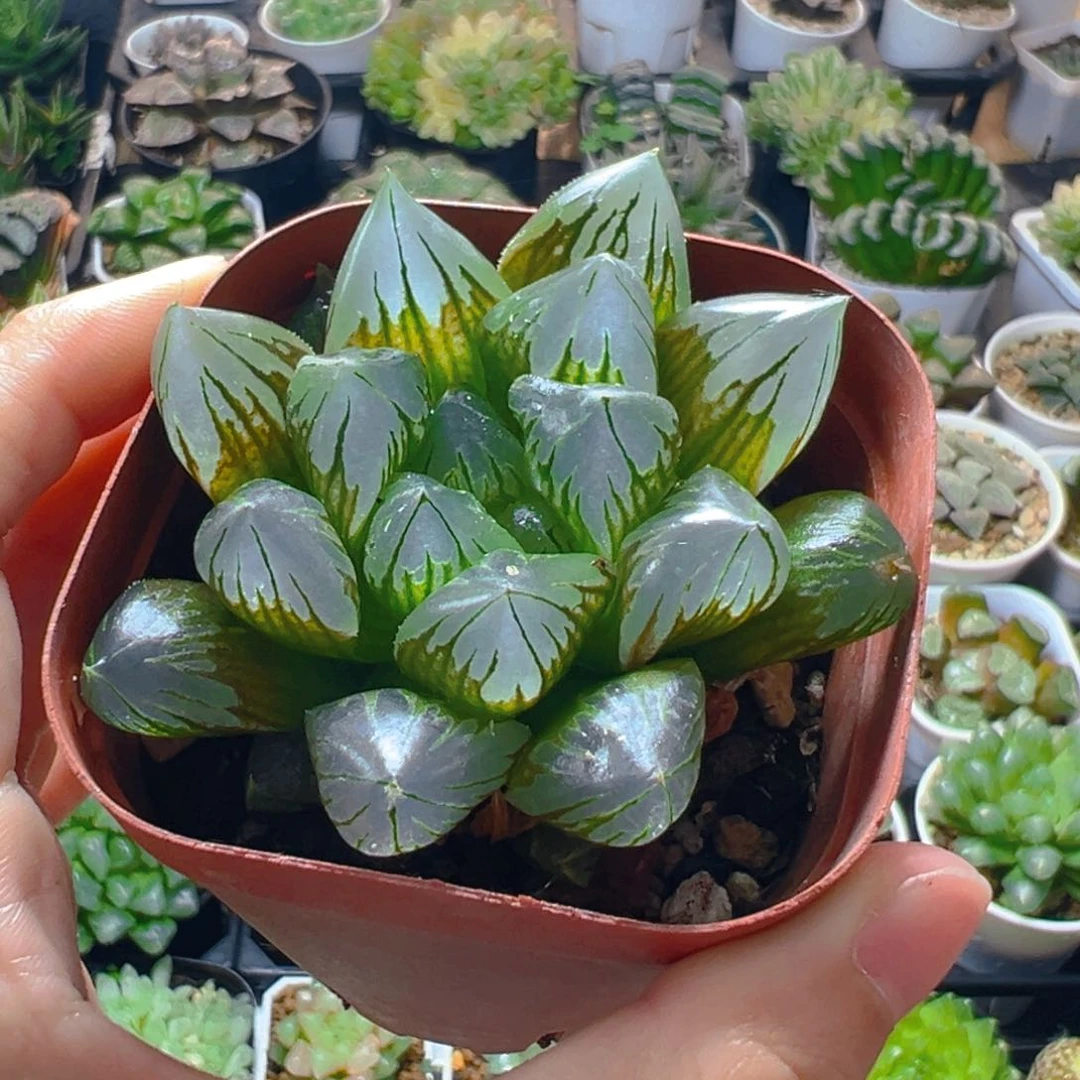 大窗水晶玉露多肉多肉1