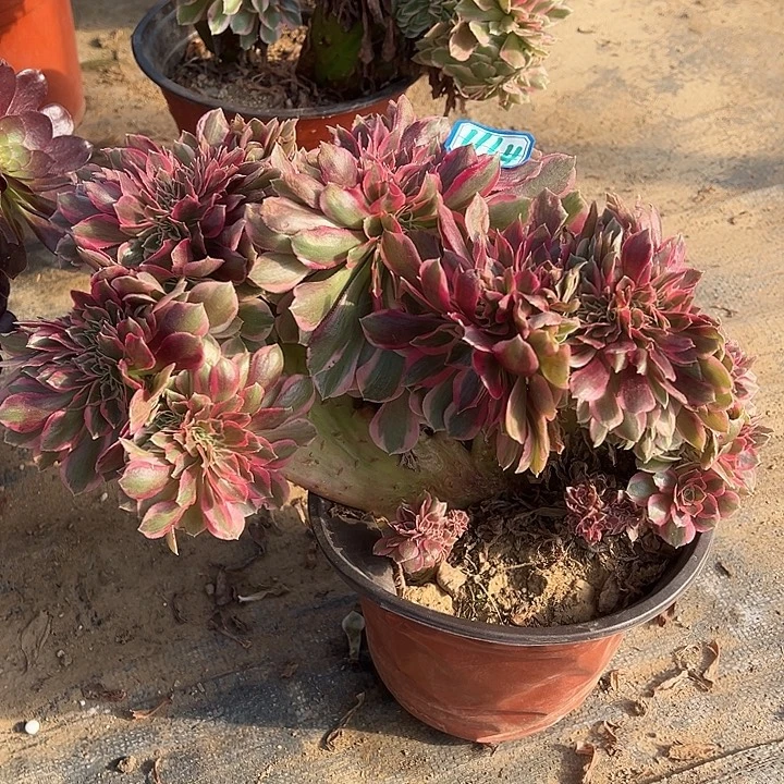 多肉植物女神缀化1164