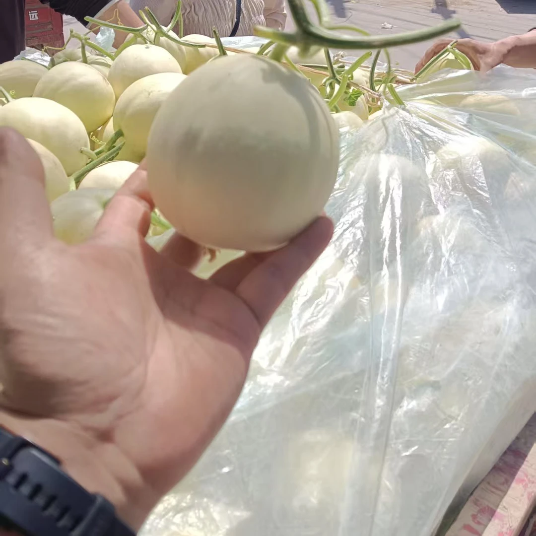 陕西阎良甜瓜白皮香瓜软糯香甜新鲜水果当季蜜瓜