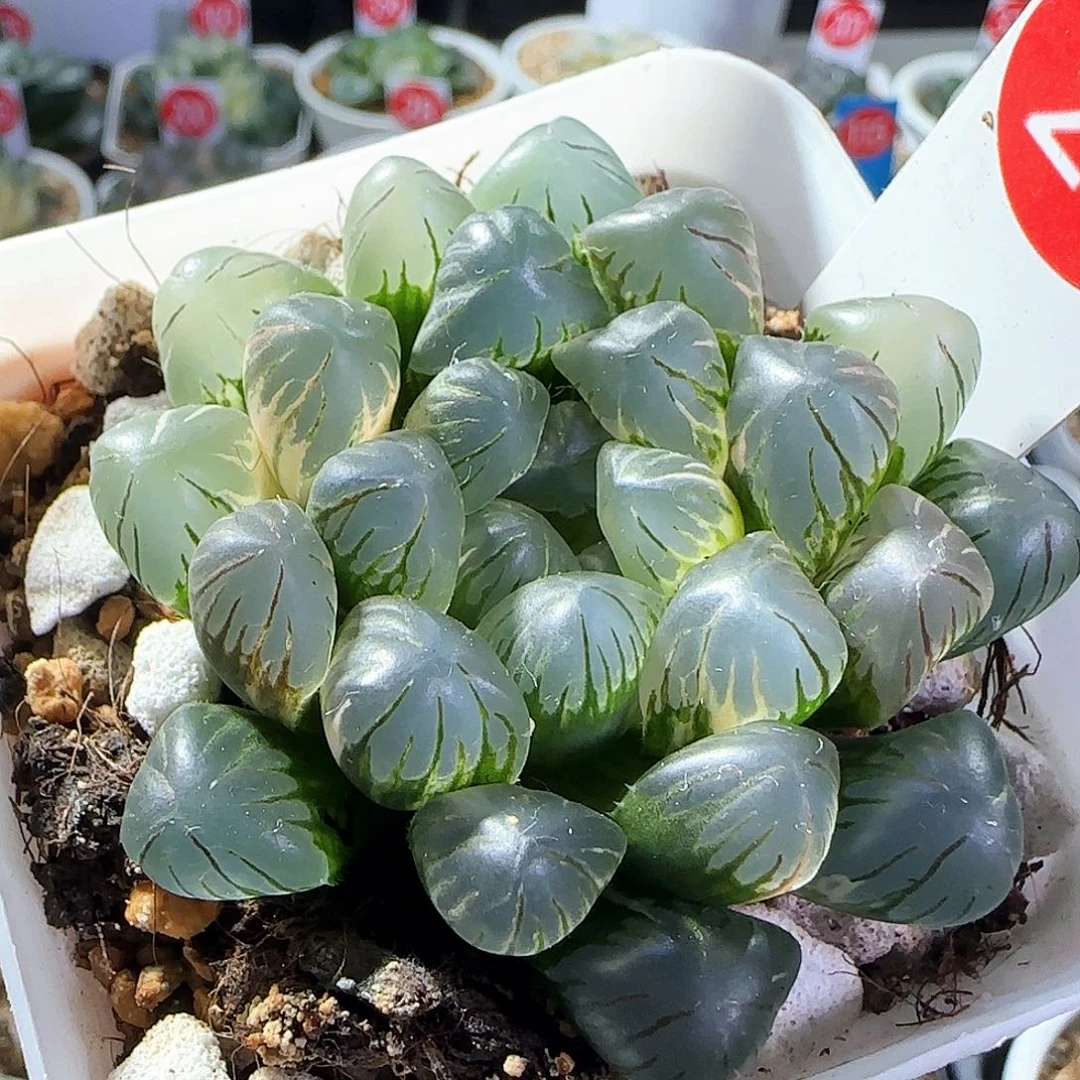 27号大窗冰灯玉露锦一物一拍带盆土