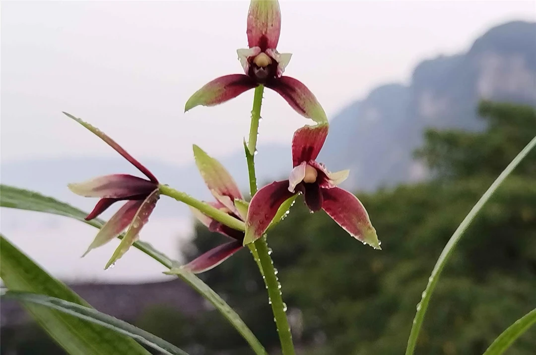 优选兰花各类品种