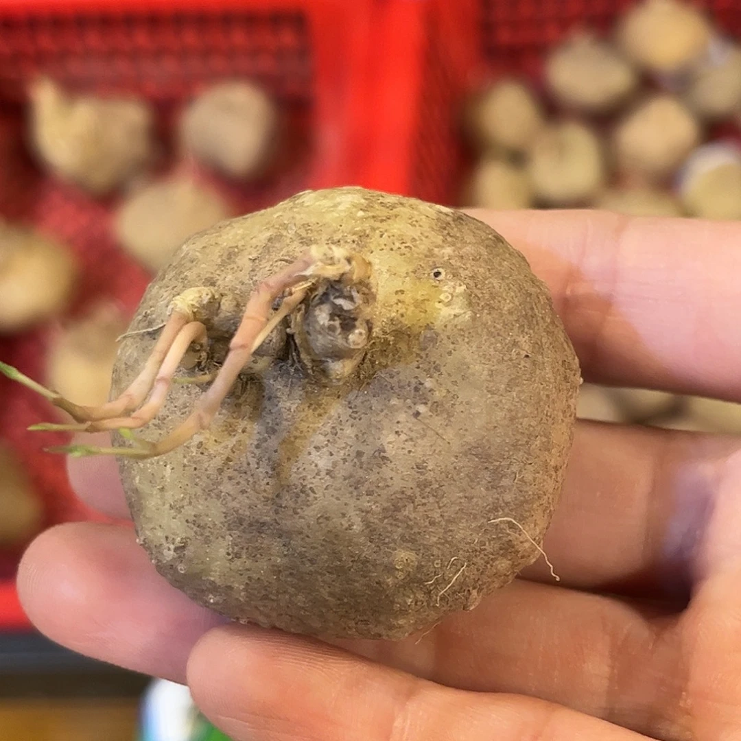 潮流植物优选润肺草，6
