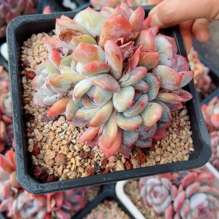 精品多肉植物老桩