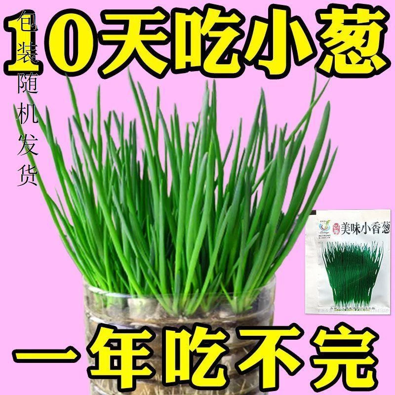 四季小香葱籽小香葱种子阳台室内盆栽葱种子耐寒蔬菜种子家庭菜种