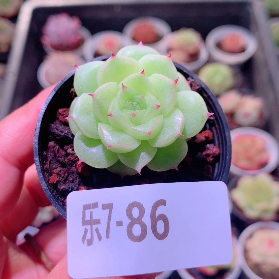 乐然7-86 麦秆单头