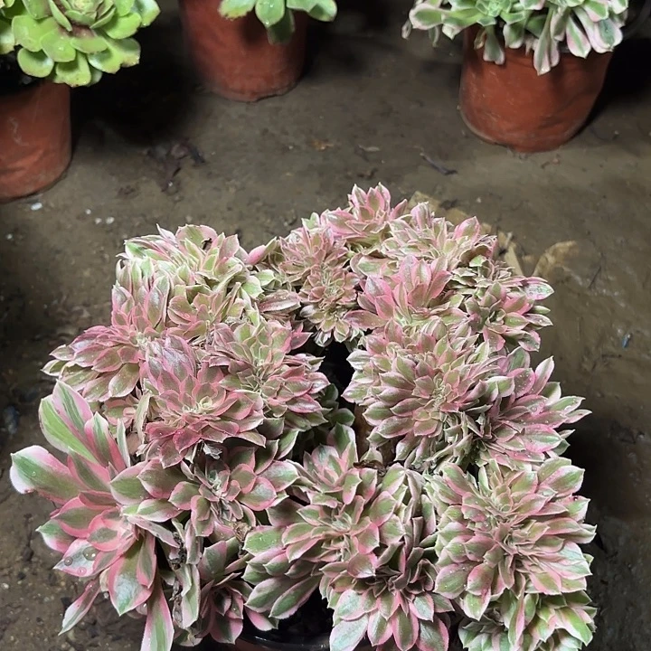 多肉植物女巫缀16