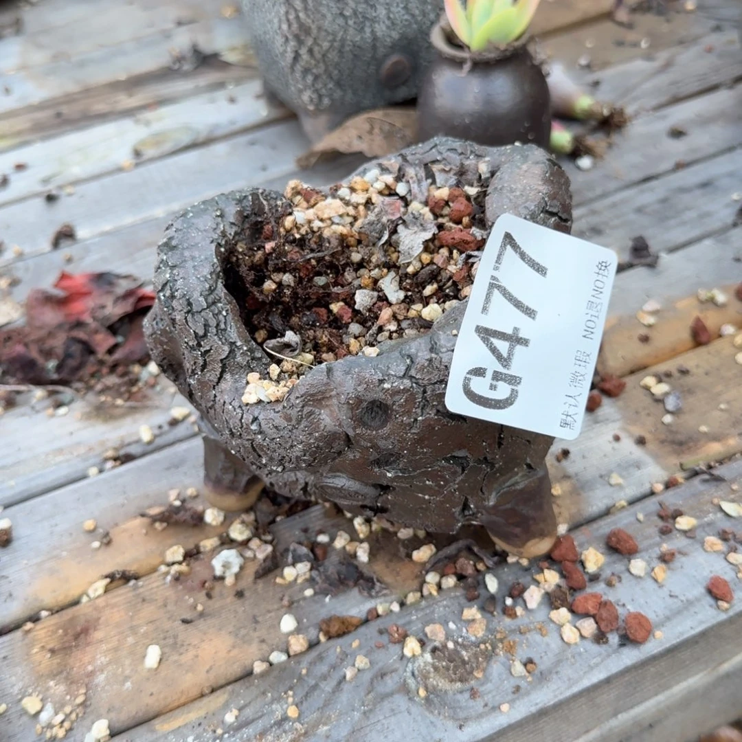 重庆小燕子欢迎大家，477