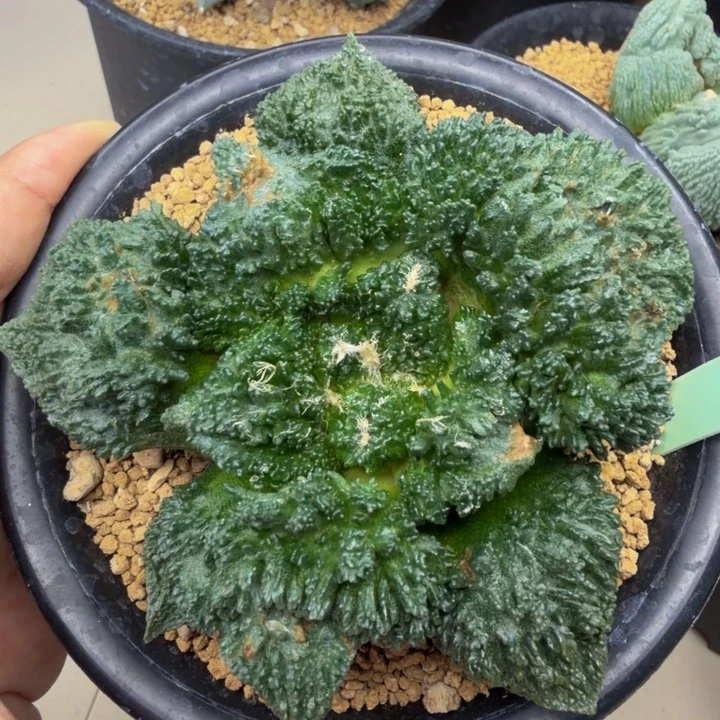 超级哥斯拉爆炸血怒