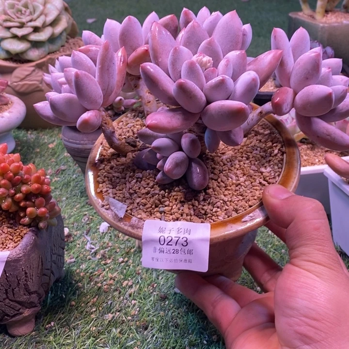 0273啊啊啊啊啊啊啊啊啊啊啊啊