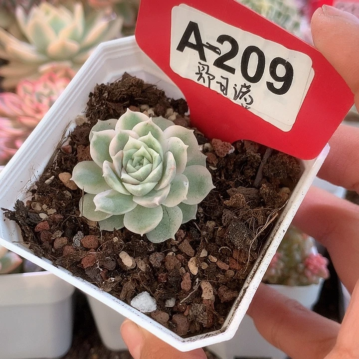 圆叶昂斯诺覆轮锦