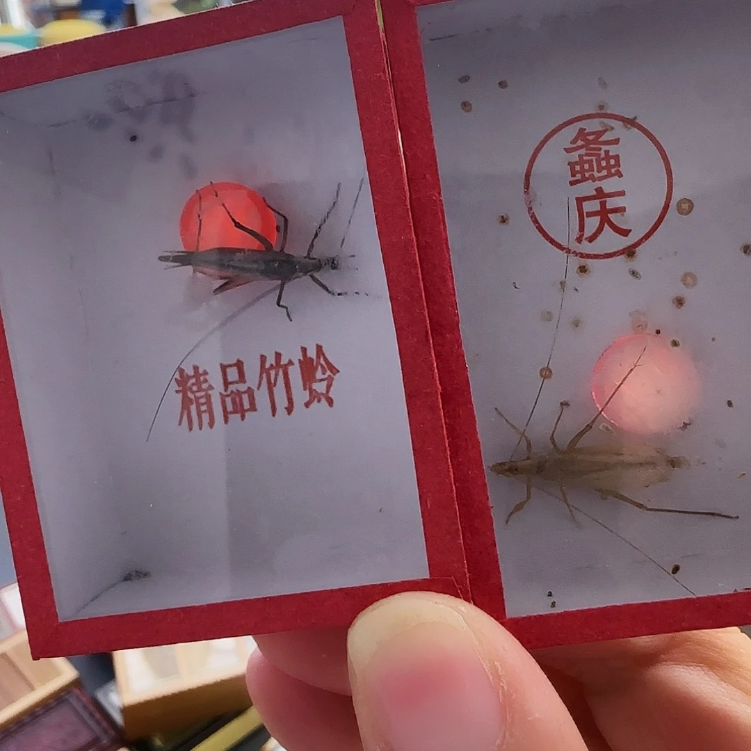 t***r紫竹➕柬竹666666666