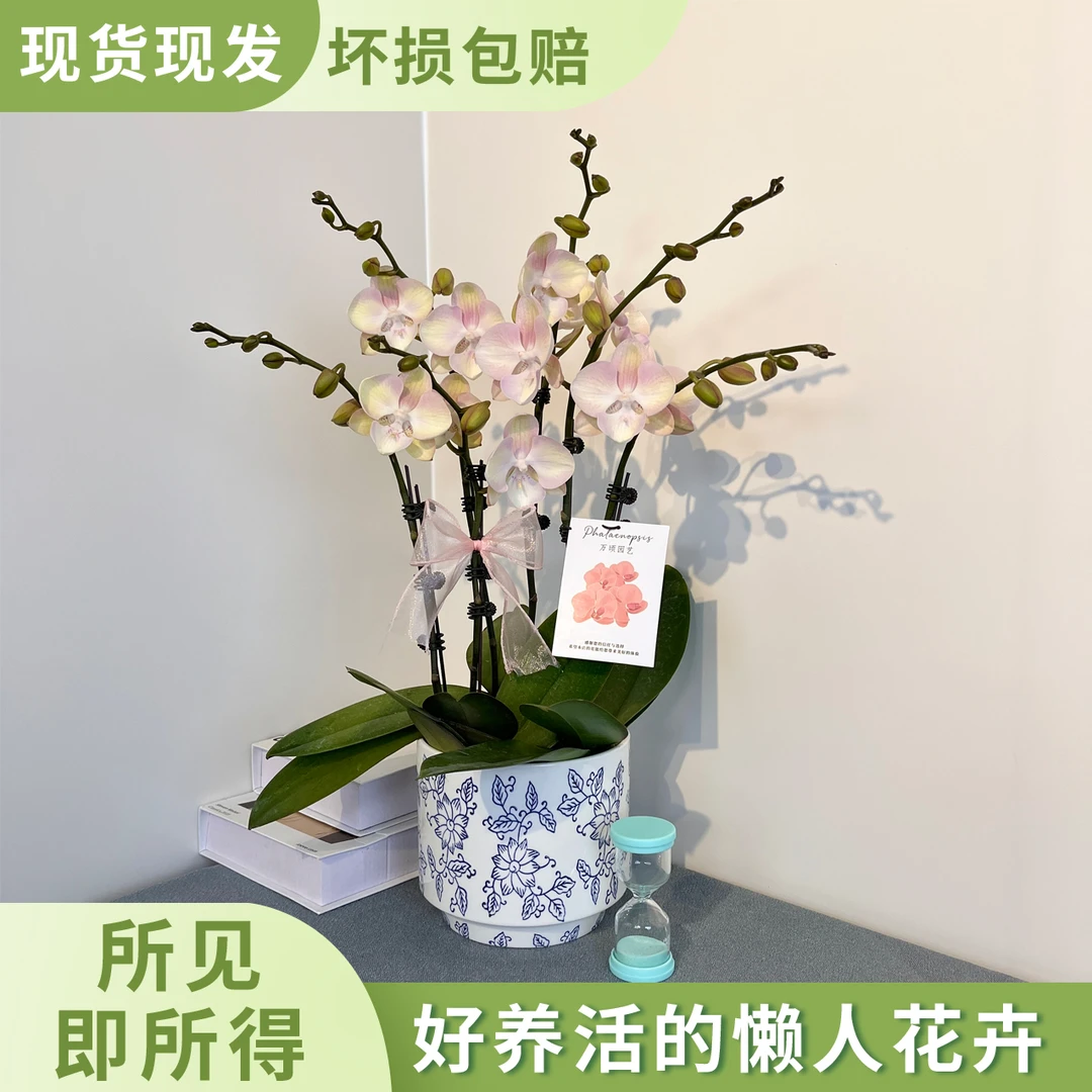 [威尼斯]欧品稀有粉色系蝴蝶兰 长花期好养耐看 基地直发