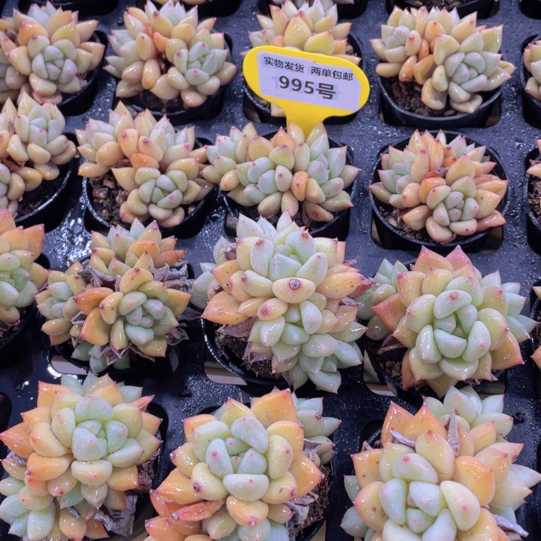 995号 黄金象牙福利多头群两个