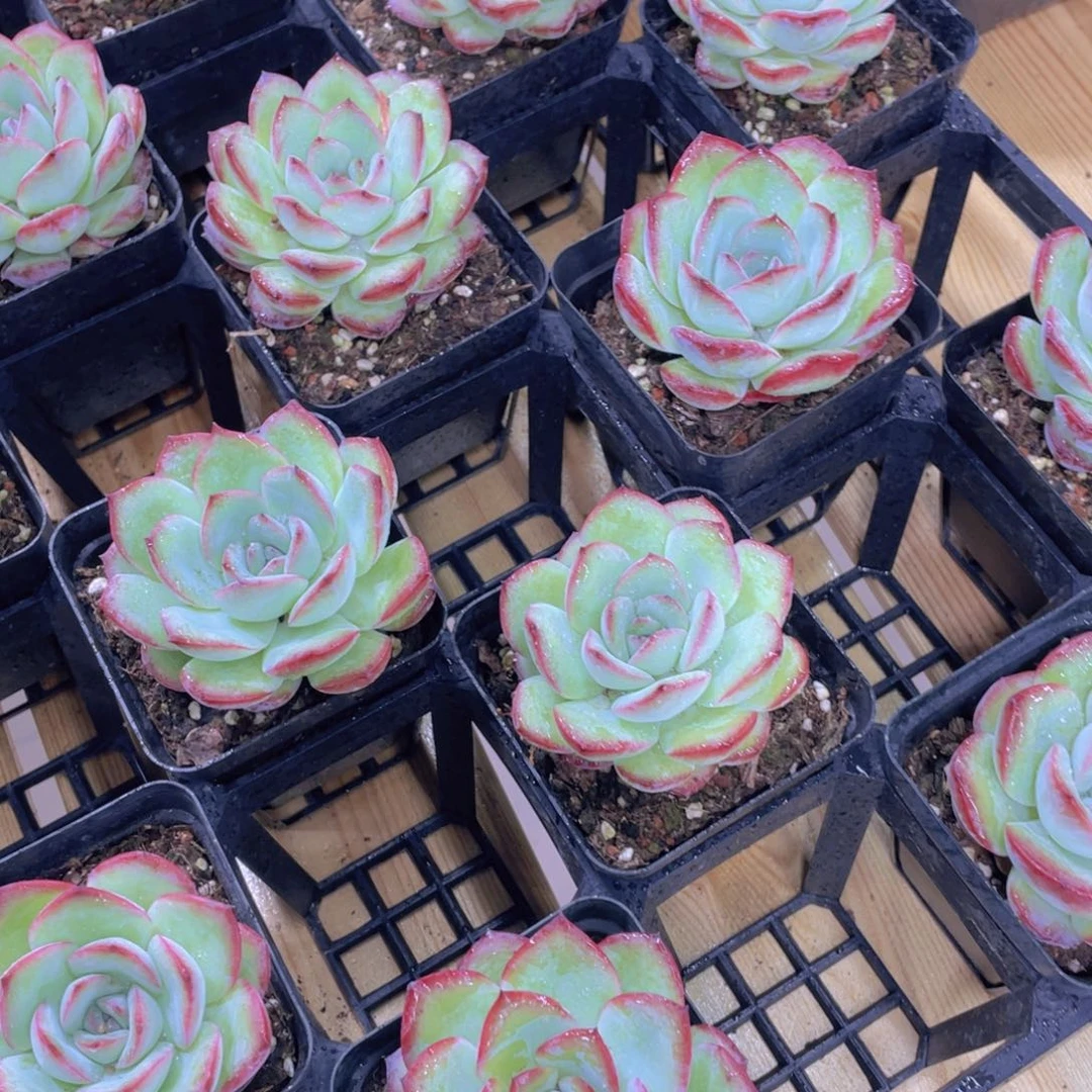 853号 冰透雪夜单头一个