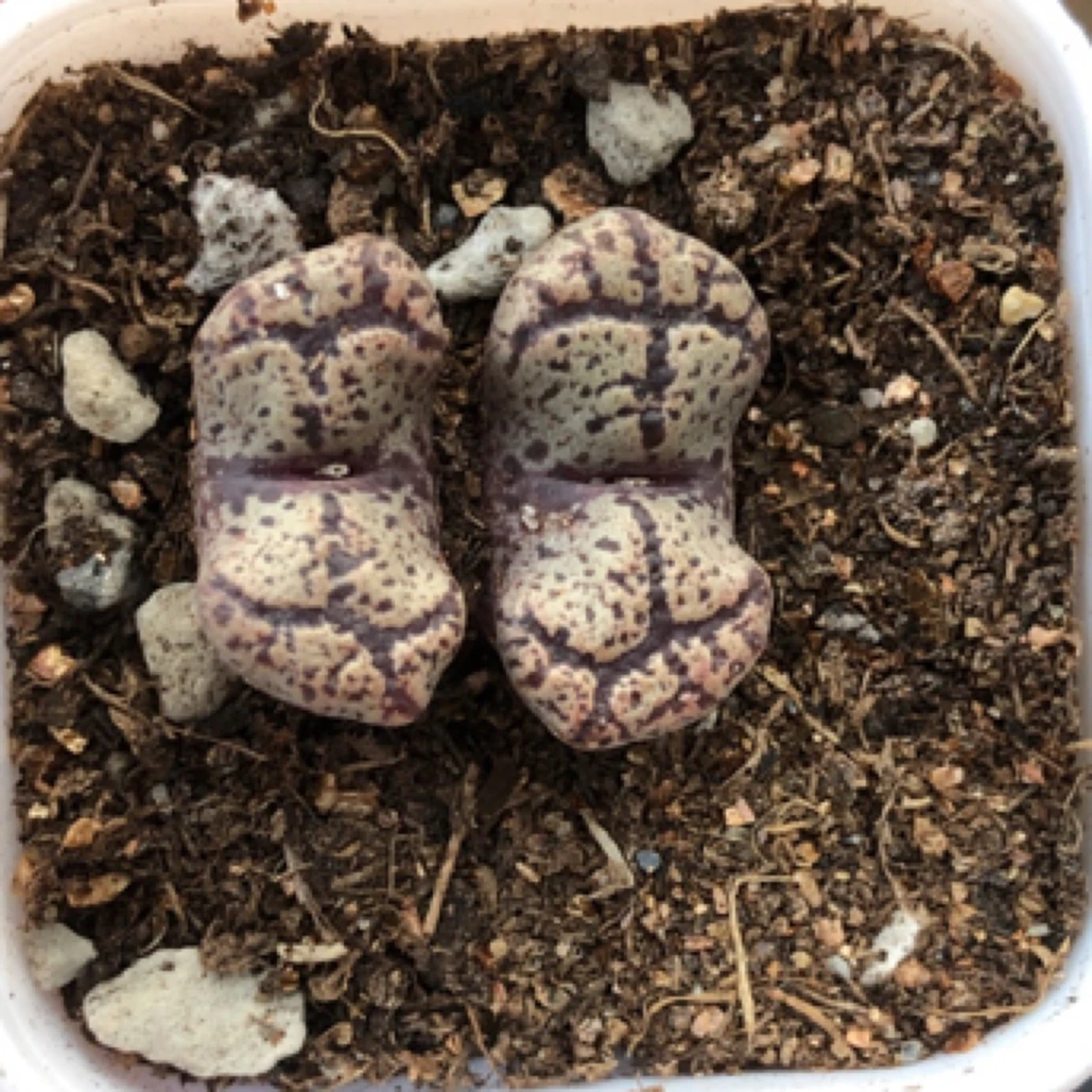 满18包邮 白盆双头蝴蝶勋章随机一盆 多肉植物