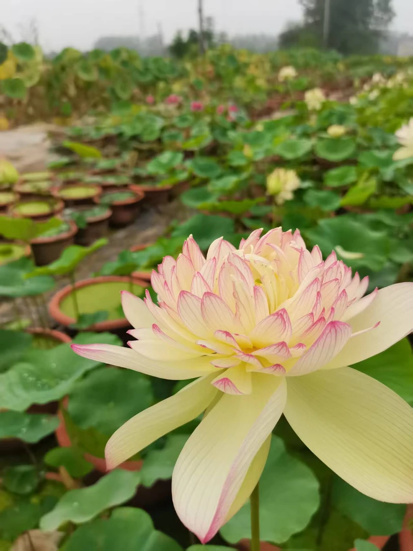 <新云锦>荷花种苗现发！易成活好养护，新手也能种