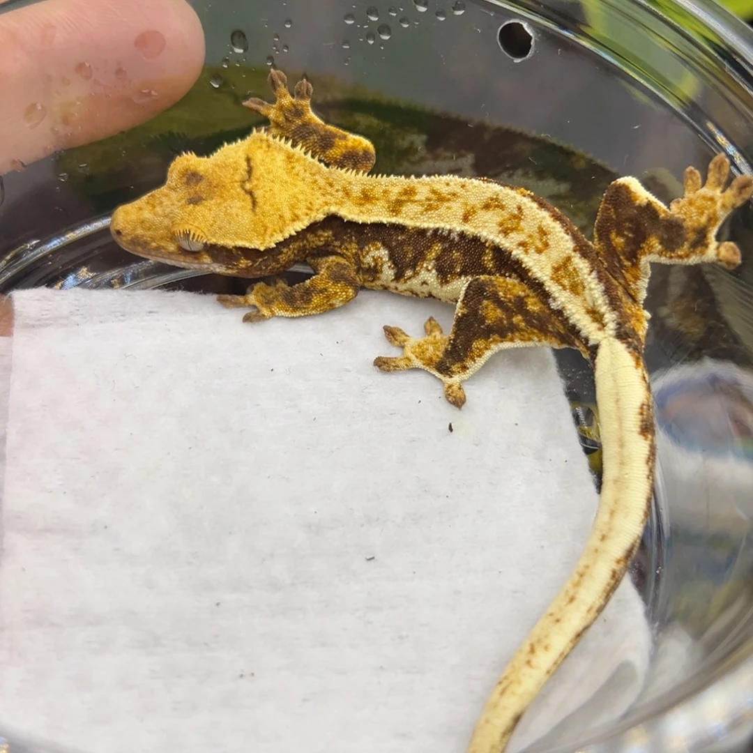 睫角守宫橙纹三色莉莉