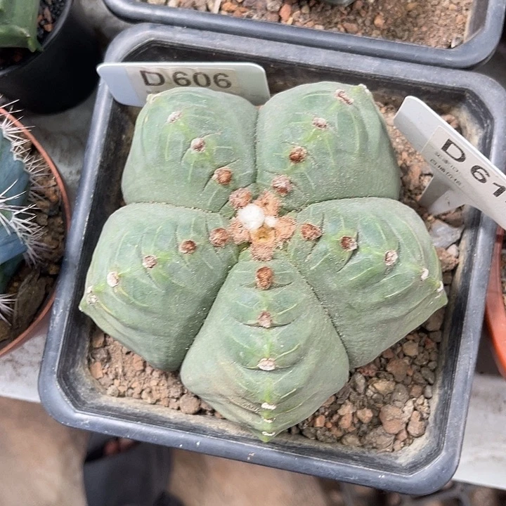 仙人球开花仙人球上