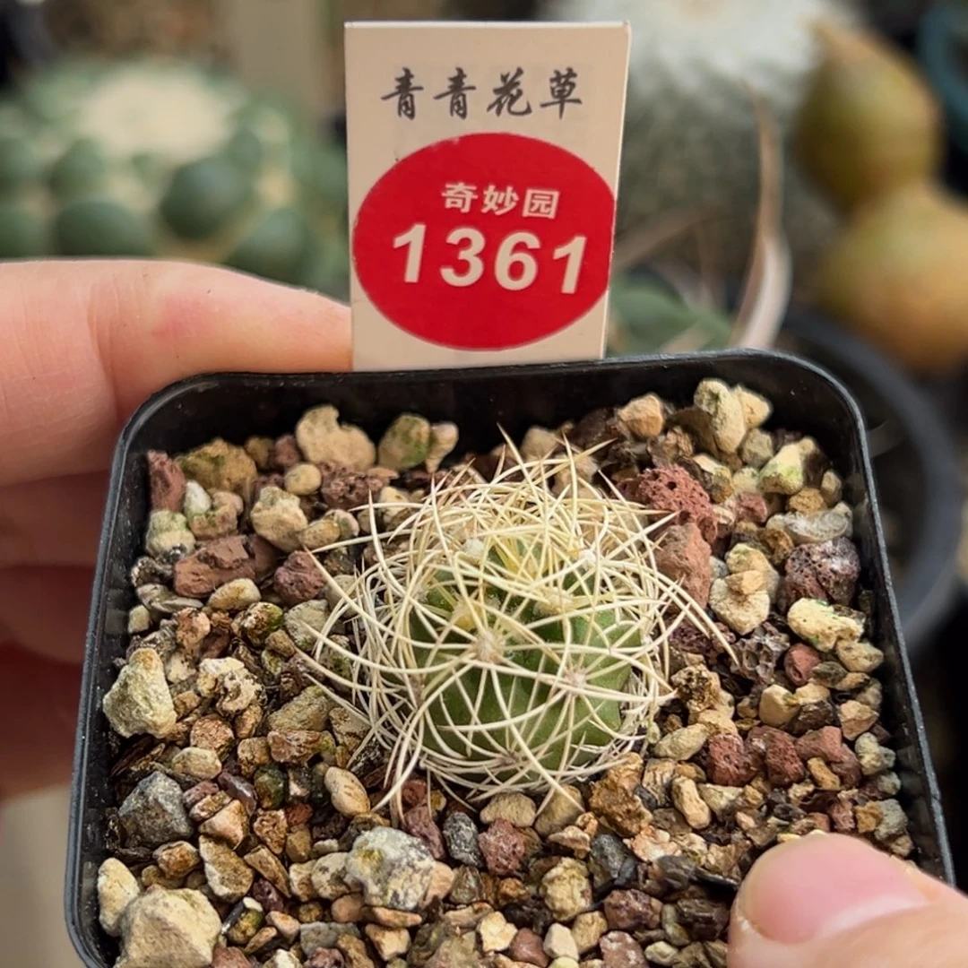 实生蜘蛛丸一棵仙人球