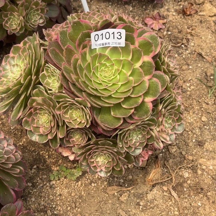 0103高贵多肉植物