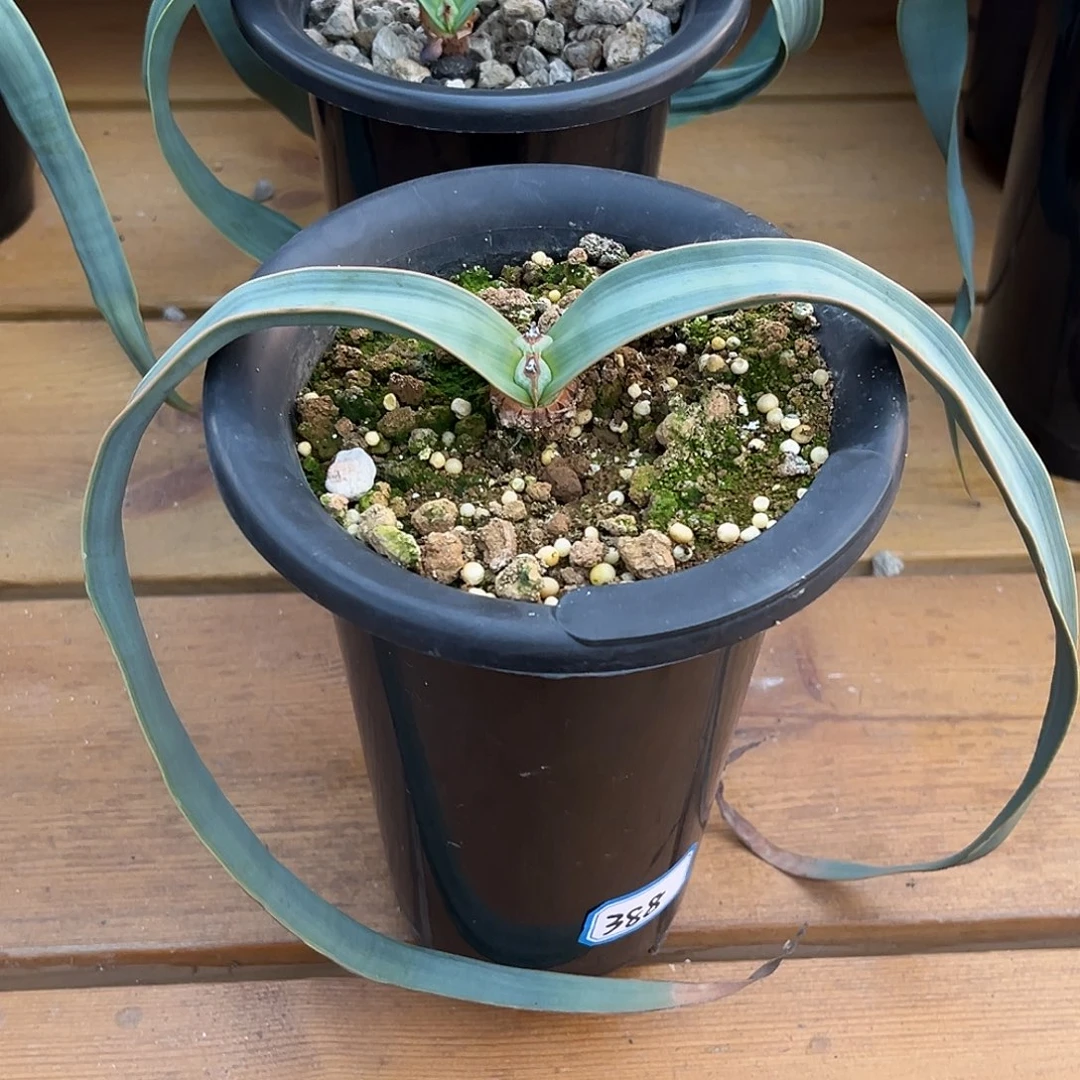 优选百岁兰，超蓝，垂叶