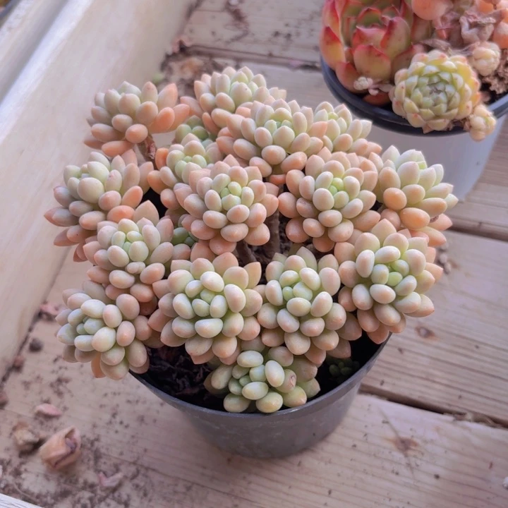 洛可可多肉植物26.8