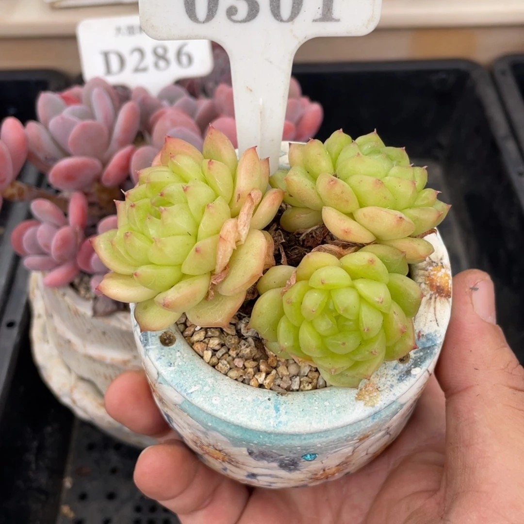 0301灯泡珍妮不带盆7厘米