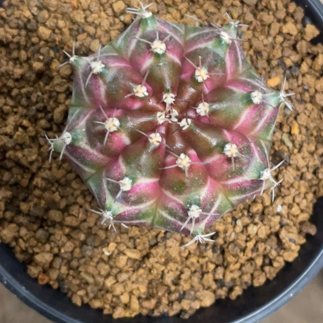 当前无花朵，栽培后可花朵橘粉轮回