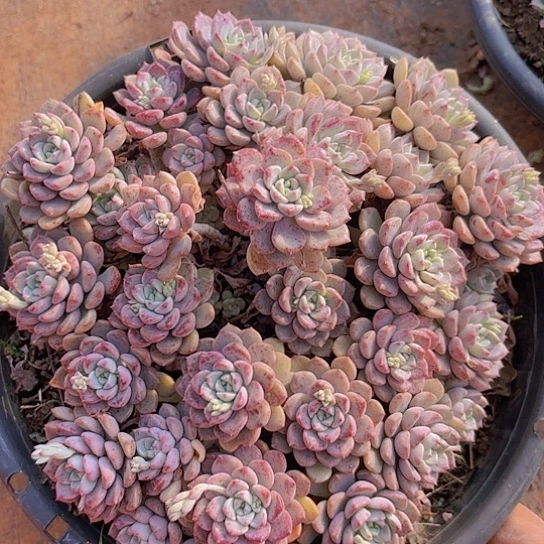 多肉植物。。。。。。。。。。。。。。。。。。