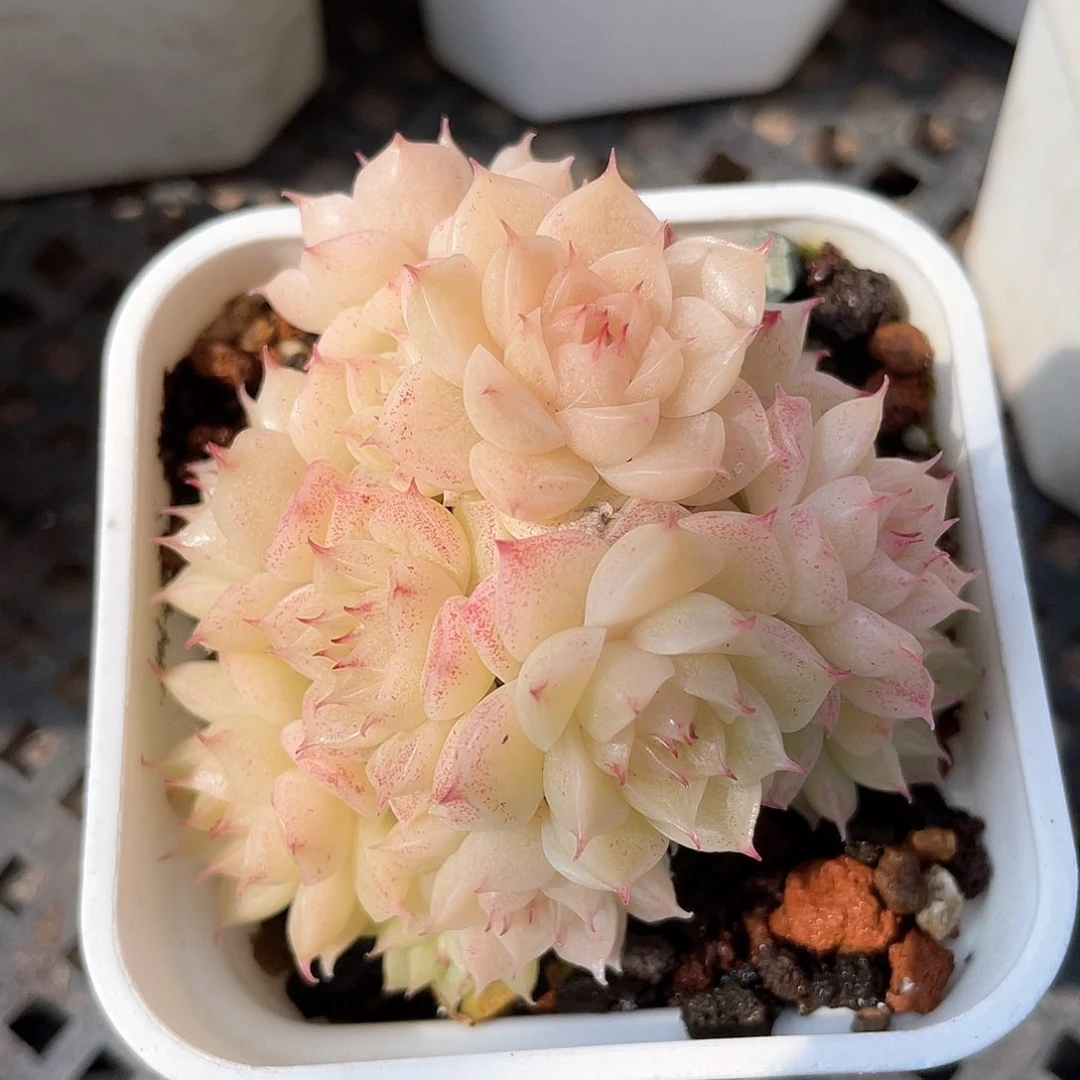 优选麦秆福利104