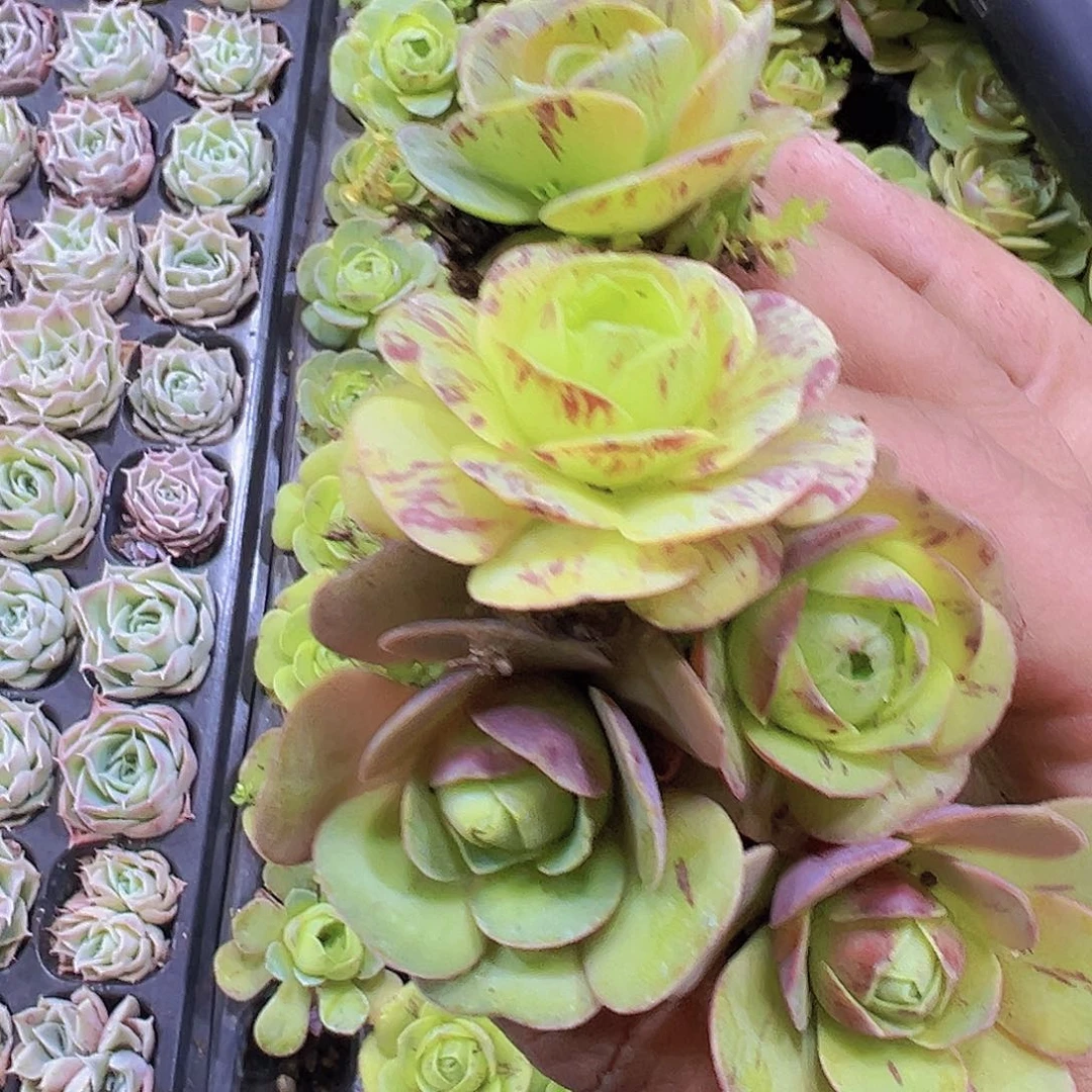 雪鹰水蜜桃5个19包邮多肉