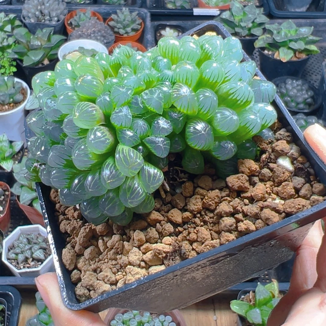 3973多肉植物一颗