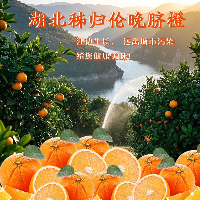 湖北秭归伦晚脐橙香甜多汁无籽橙子新鲜水果老少皆宜