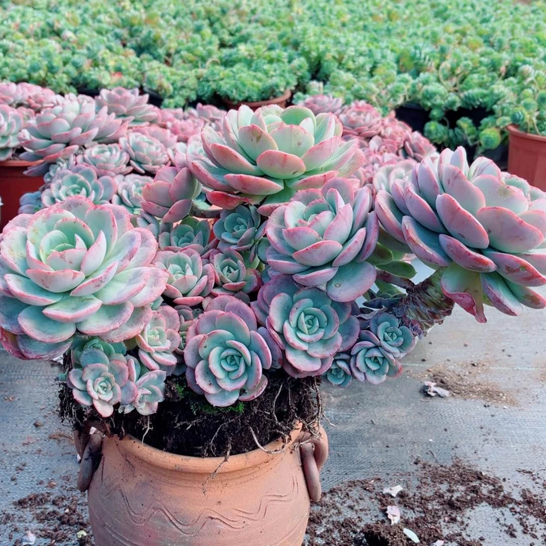 摇池仙子一颗大群