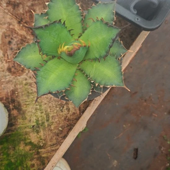 红猫精品龙舌兰小苗种子播种