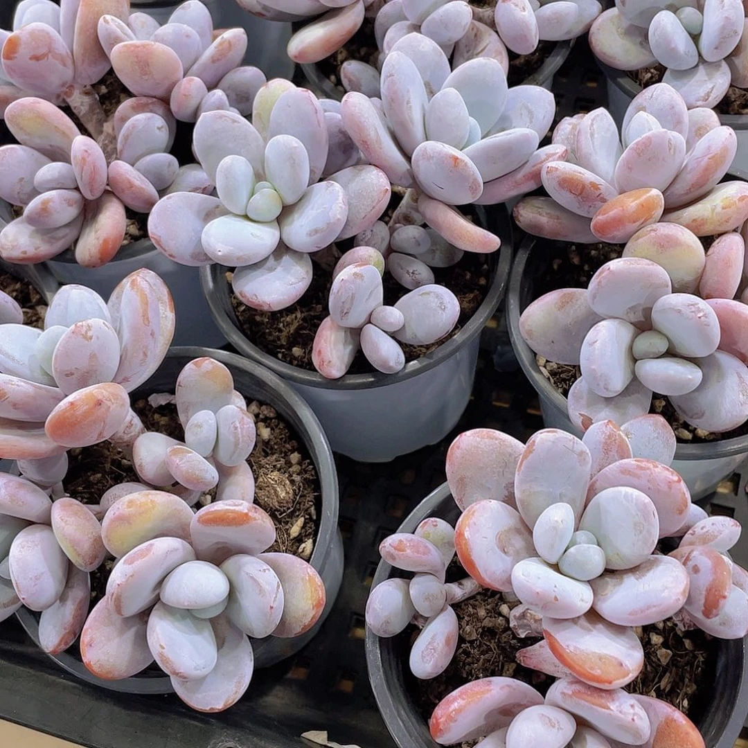 量拍13号 雪美人多头群一颗