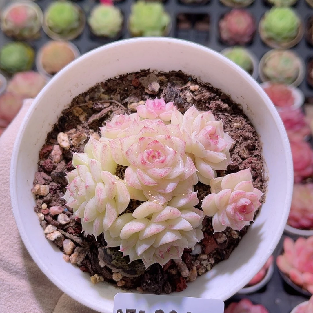 花利美5-204白天鹅