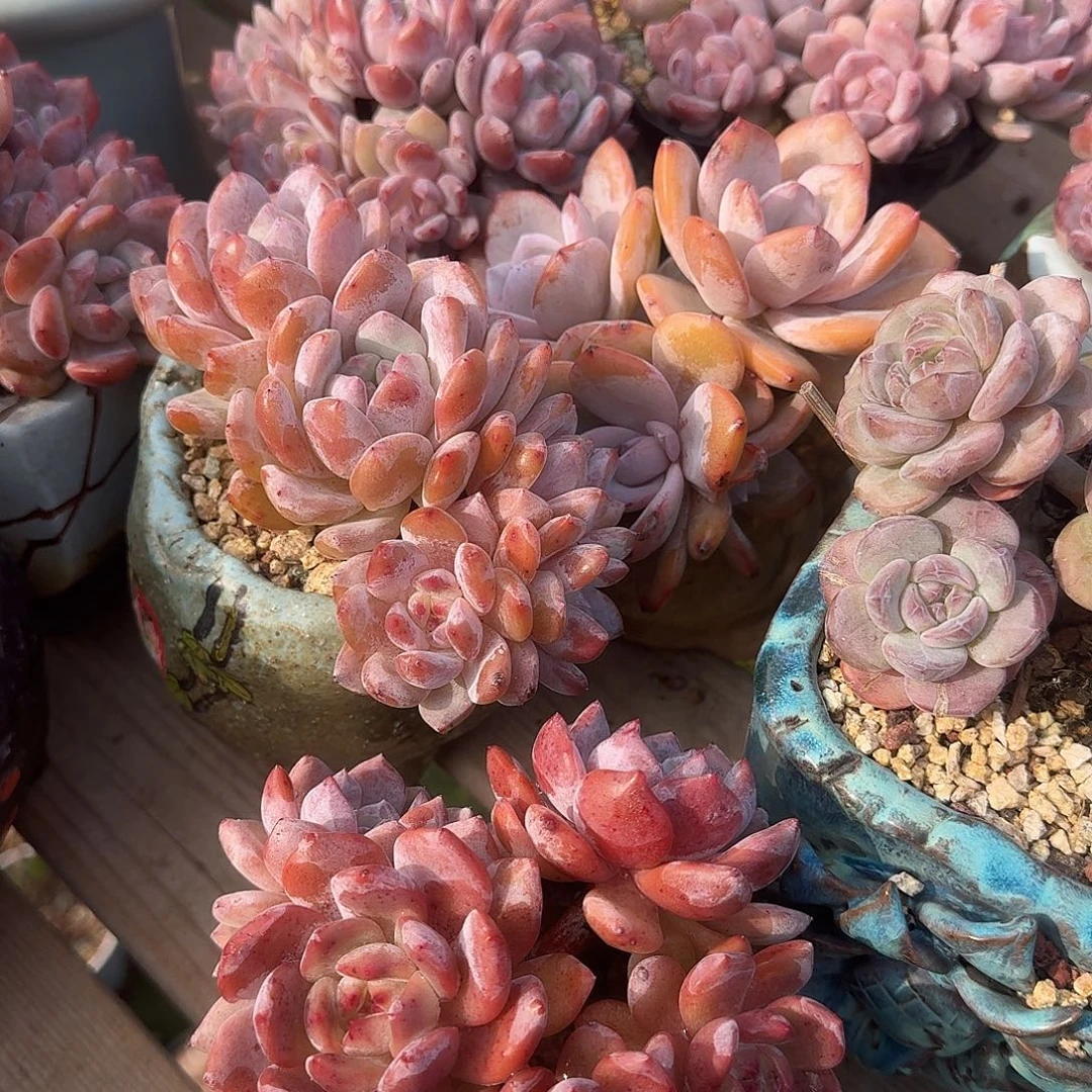 鱼***鱼橙梦露群生脱土一颗发货