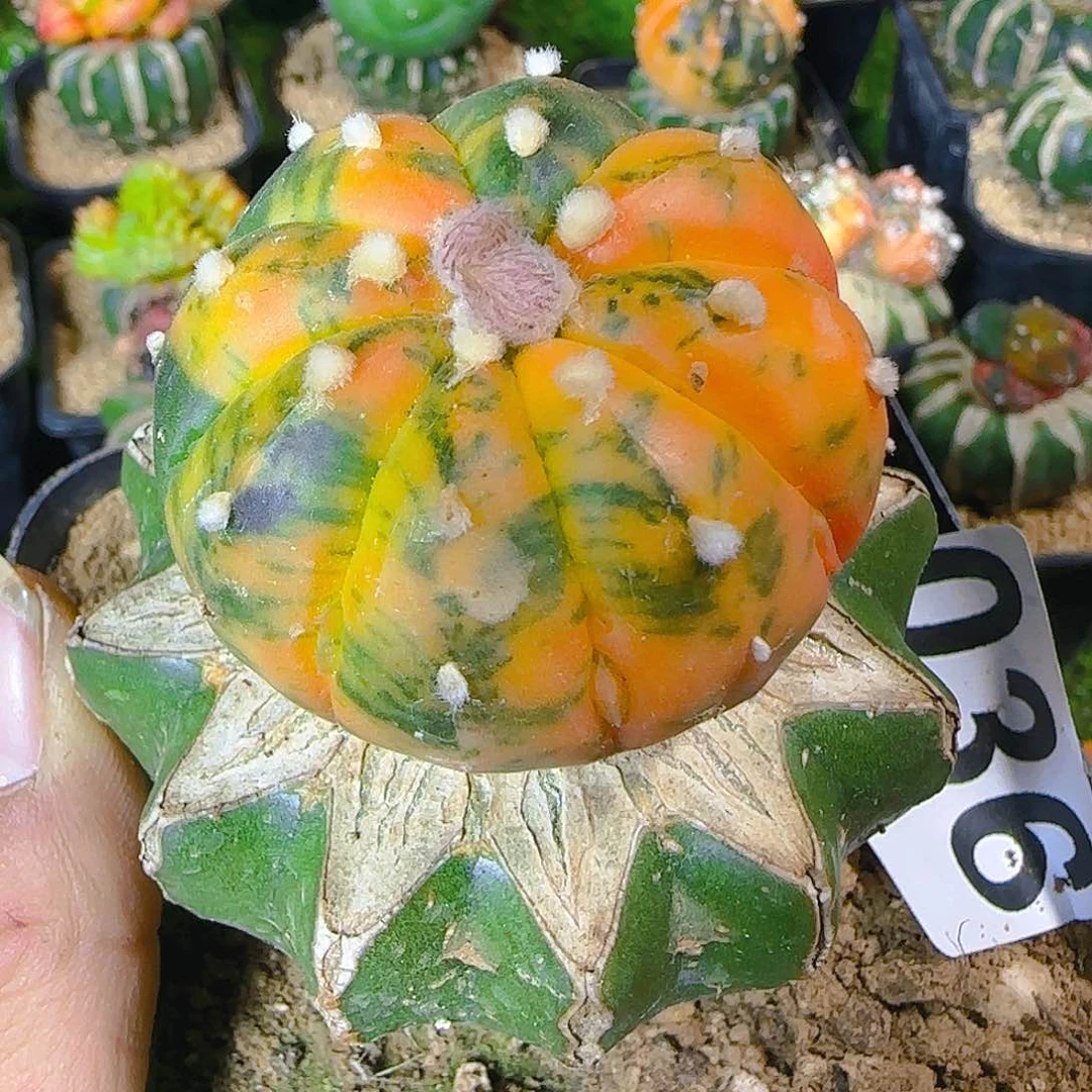 春***花兜和牡丹036050仙人球