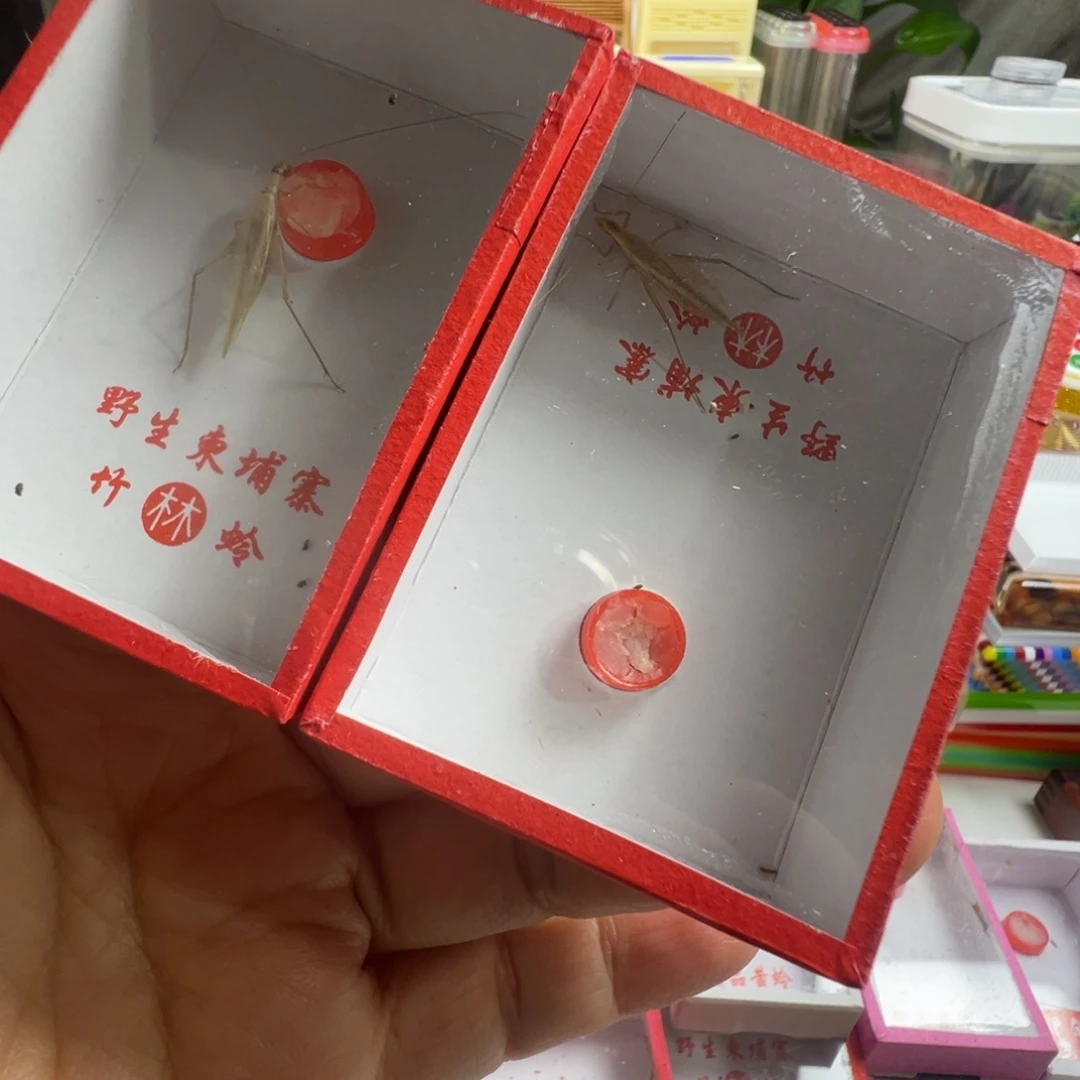 蟋蟀两只柬埔寨竹蛉