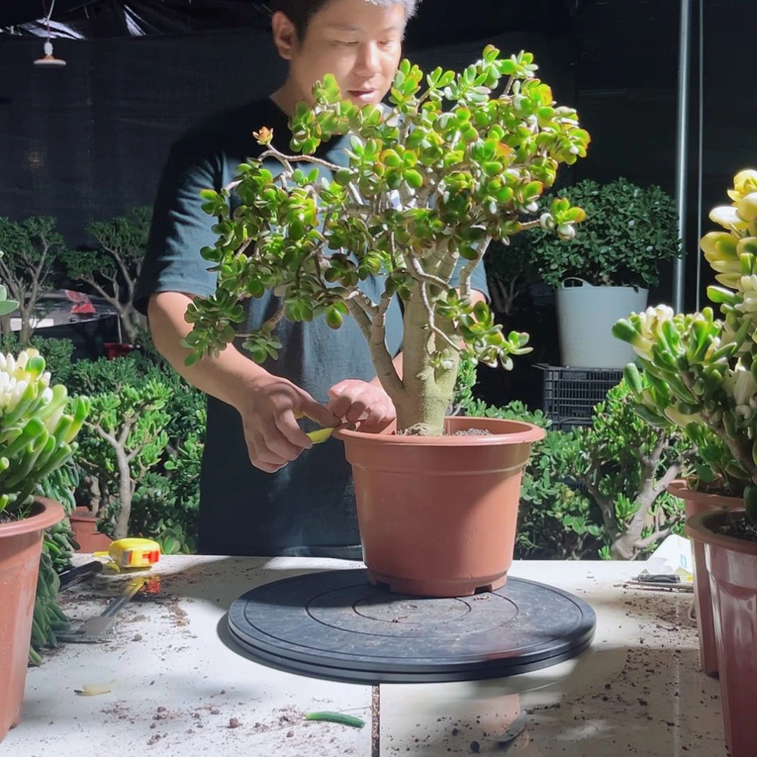 姬红花月一物一拍269