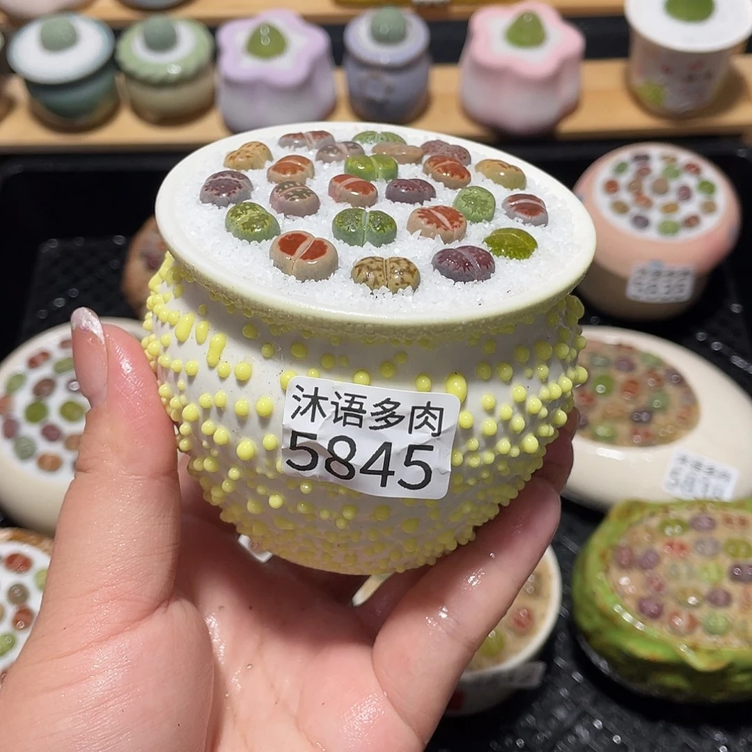 带盆土植物 一物一拍5845