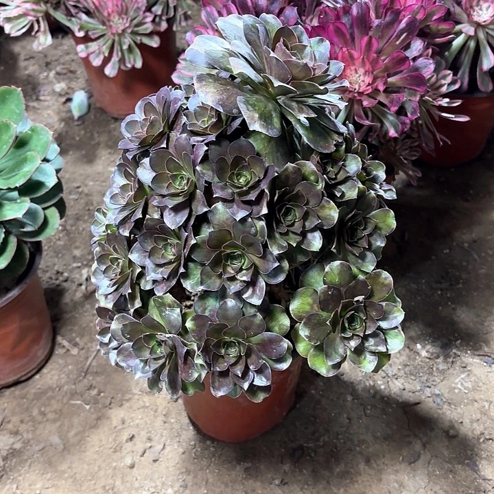 多肉植物法师魅金46